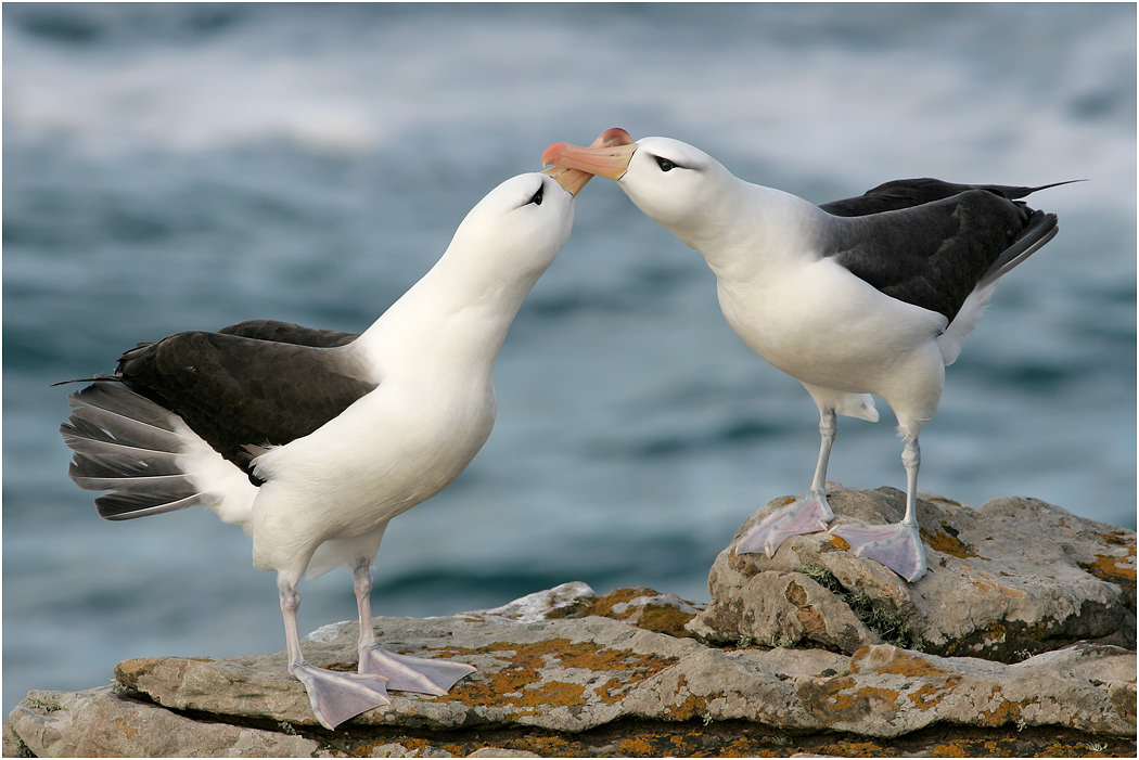 Black-browed Albatross courtship