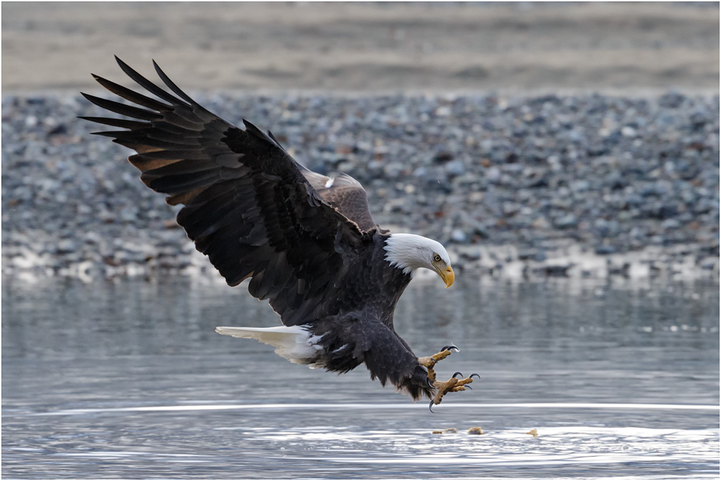 Bald Eagle about to strike, Chilkat River, Alaska