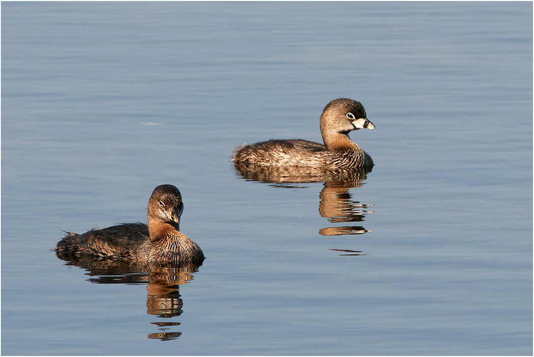 Pied-billed Grebe, Galapagos Islands