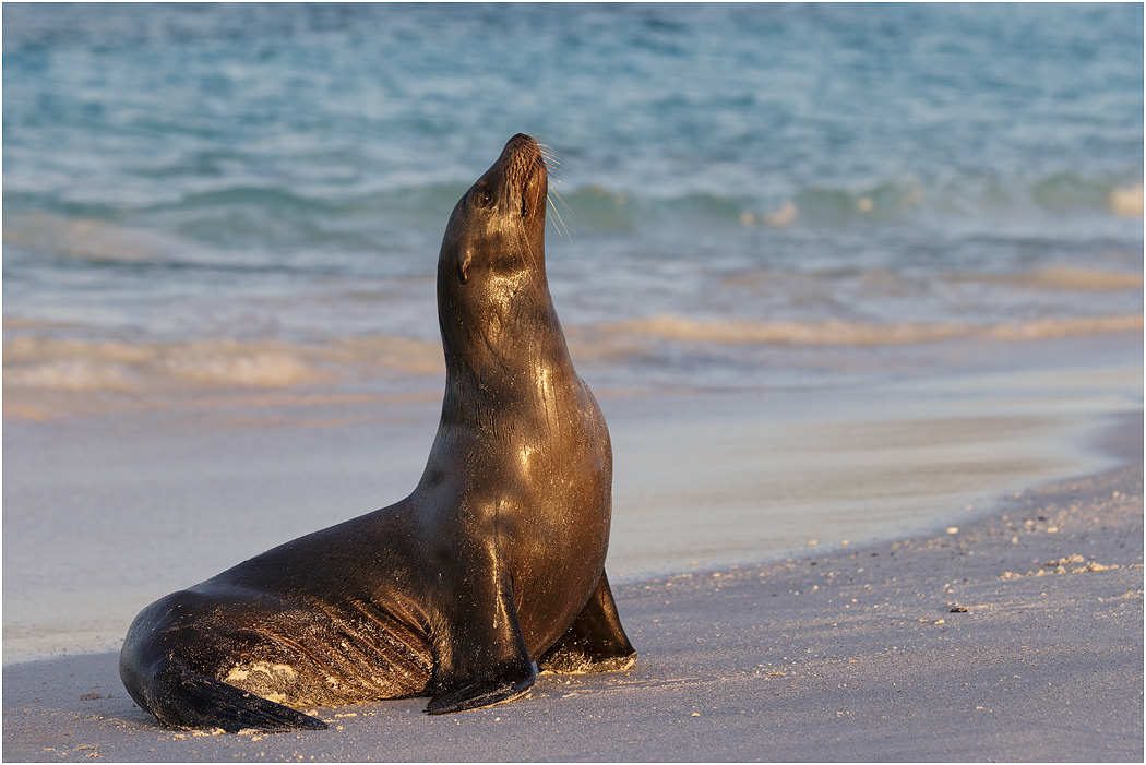 Galapagos Sea Lion posing