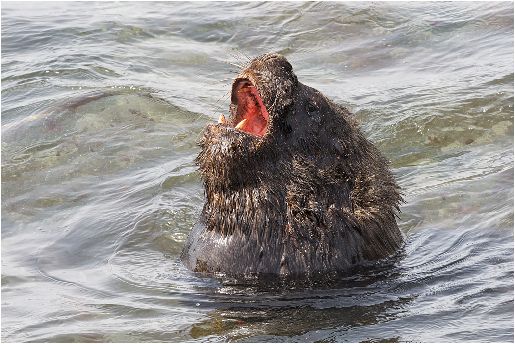 Southern Sea Lion bull