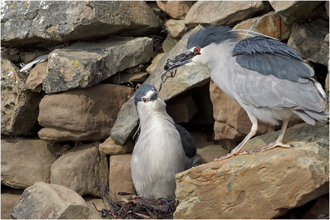 Black-crowned Night Heron with mate