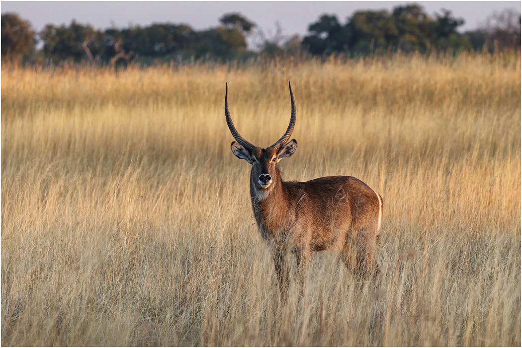 Waterbuck, male - Botswana
