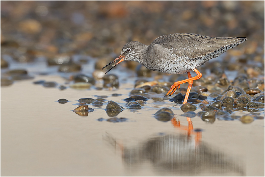 Redshank, Winter, Norfolk