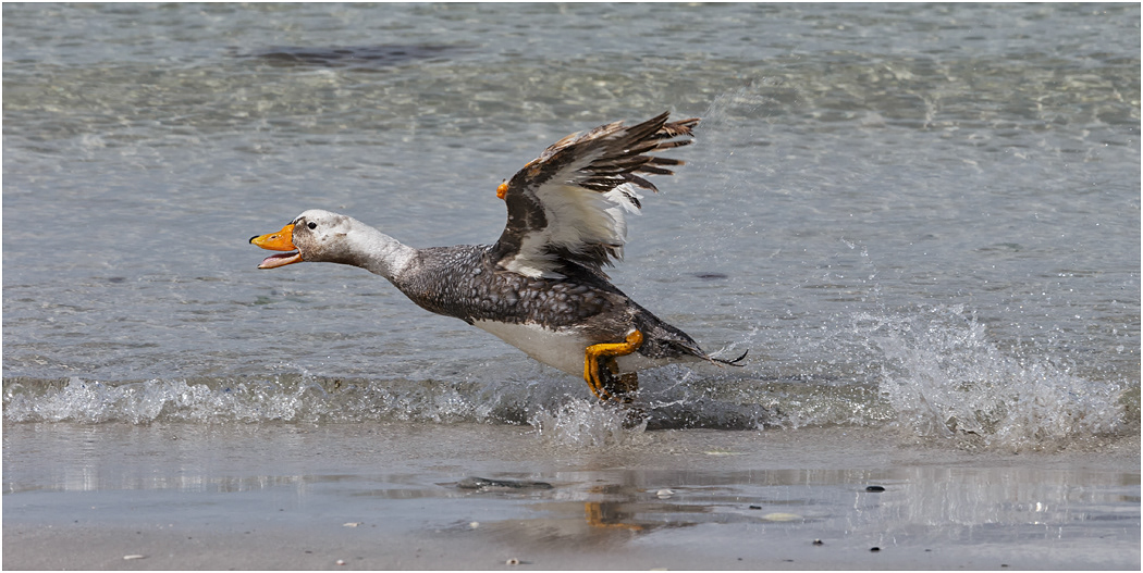 Falklands Steamer Duck