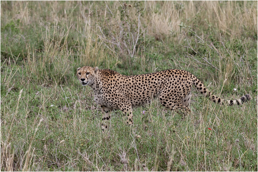 Alert Cheetah - Serengeti, Tanzania