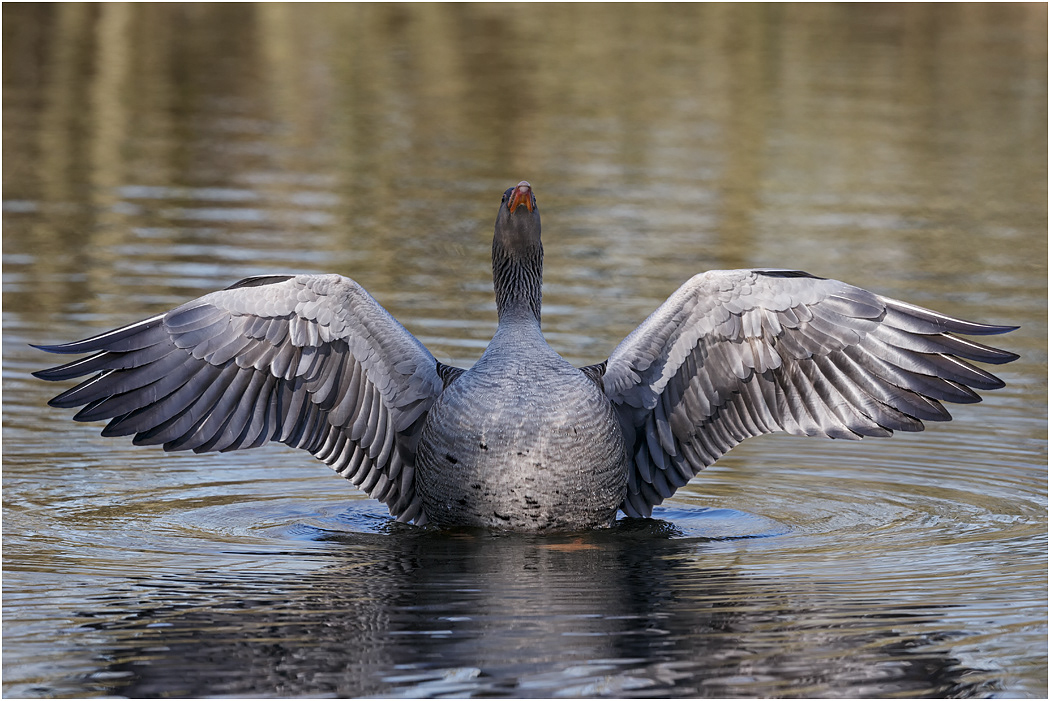 Greylag Goose shaking wings
