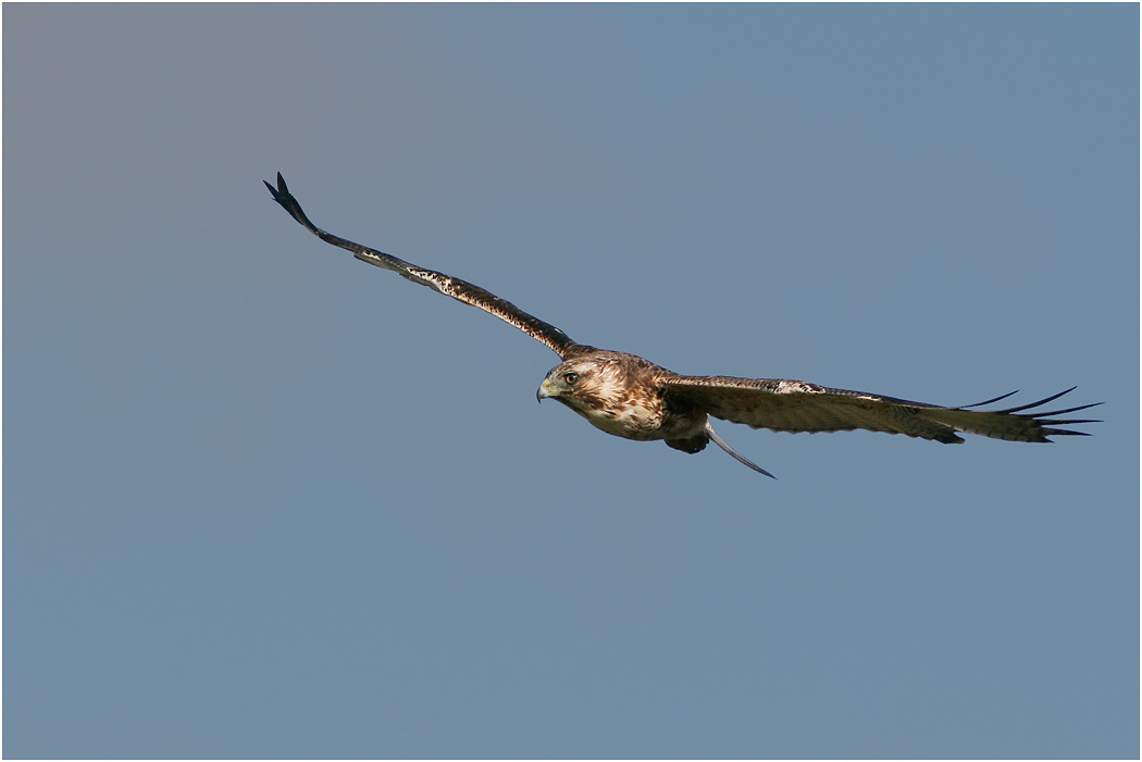 Immature Variable Hawk