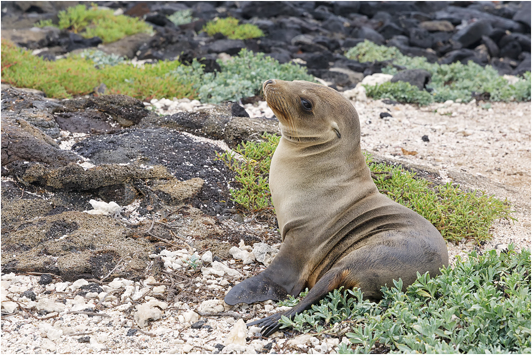 Galapagos Sea Lion pup