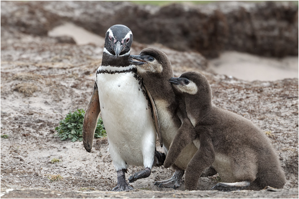 Magellanic Penguin with chicks
