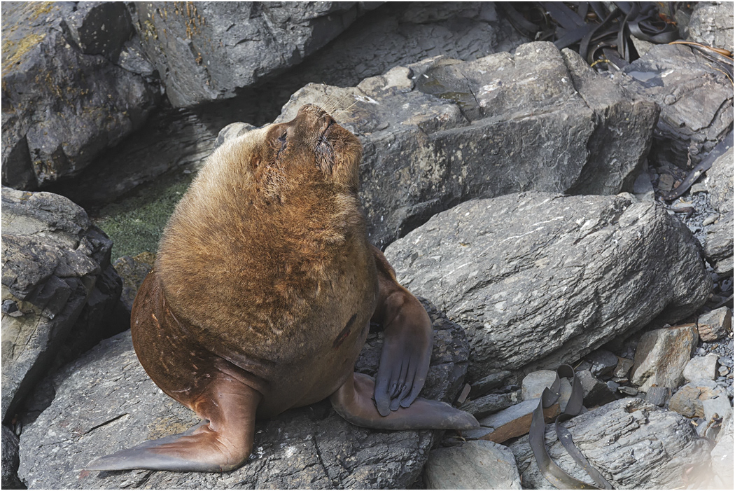 Southern Sea Lion bull