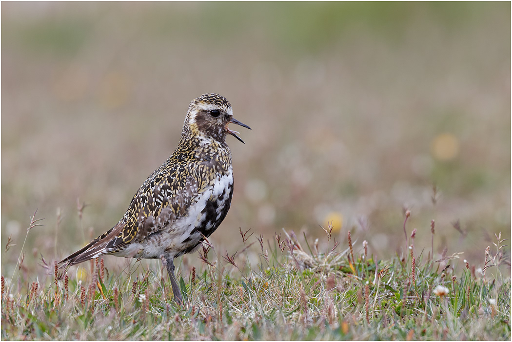 Golden Plover calling, Iceland