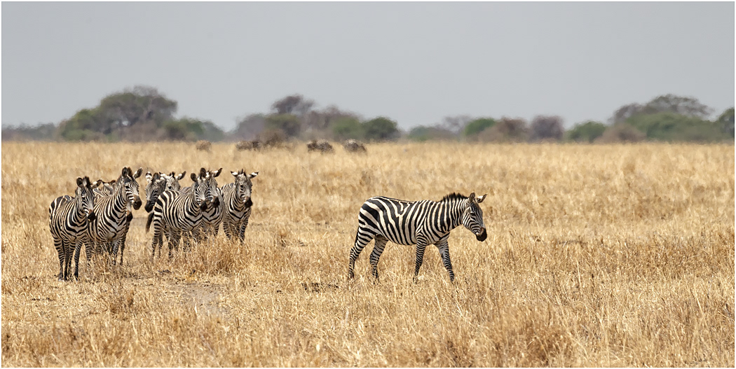 Zebra heading for the river - Tarangire, Tanzania
