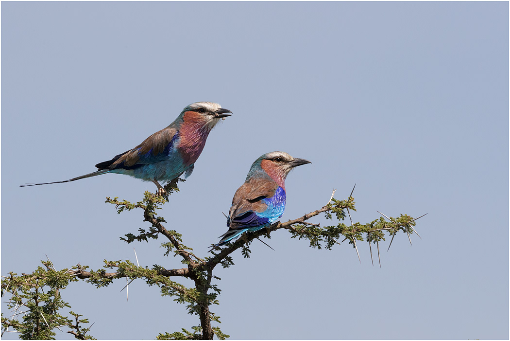 Lilac-breasted Roller pair - Serengeti, Tanzania
