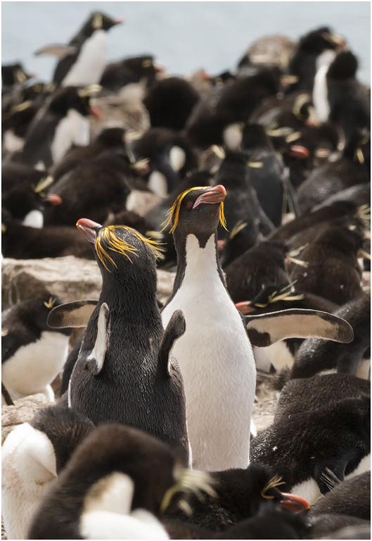 Macaroni Penguin