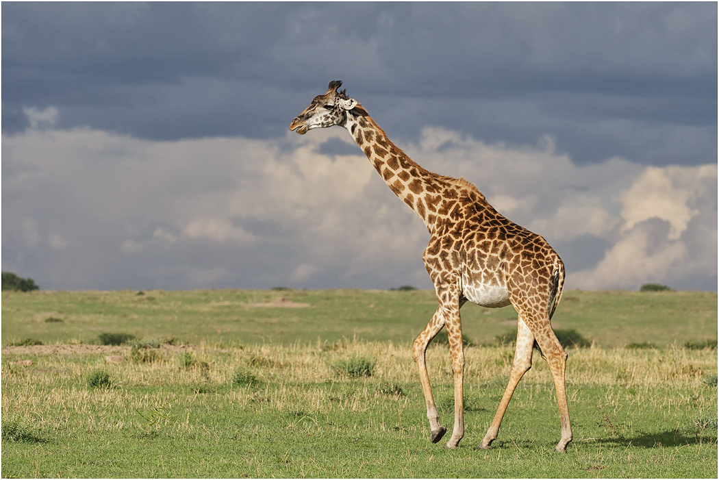 Masai Giraffe - Northern Serengeti, Tanzania