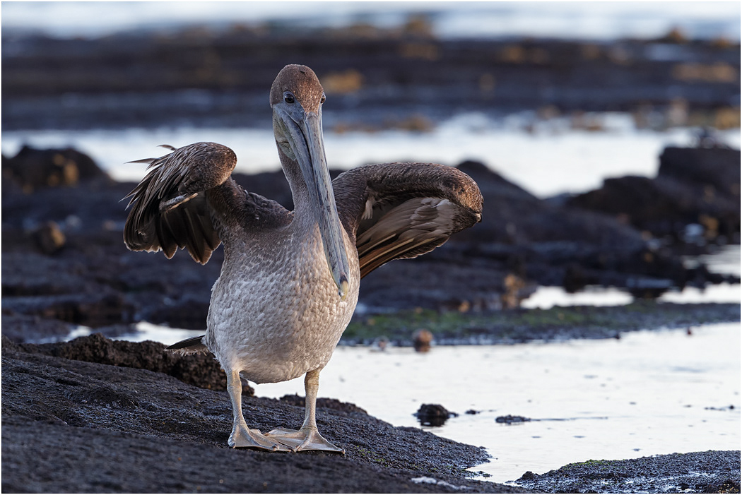 Brown Pelican, Galapagos Islands