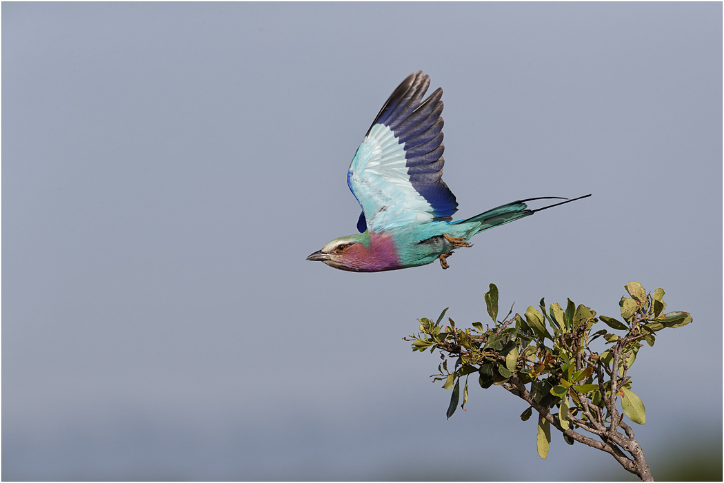 Lilac-breasted Roller in flight - Serengeti, Tanzania