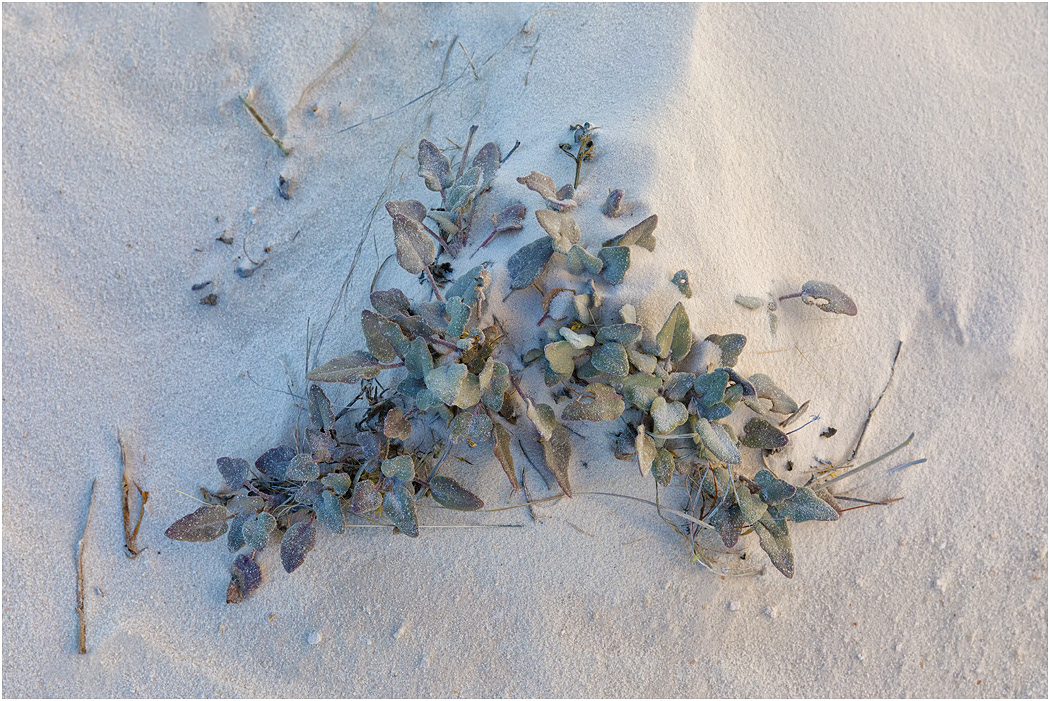 Surviving, White Sands, NM