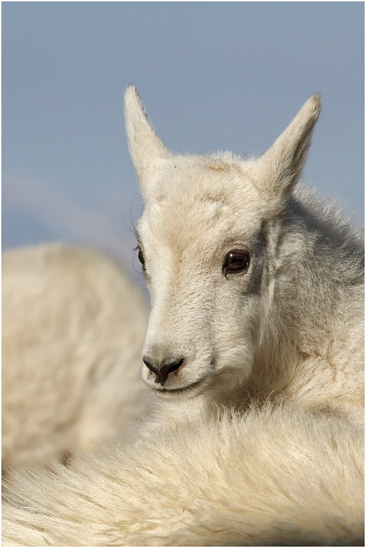 Mountain Goat kid, Colorado, USA