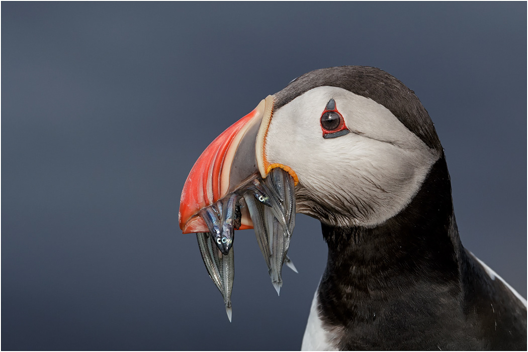 Puffin portrait with sand eels - Iceland