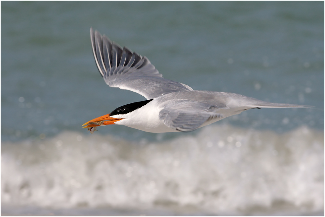 Royal Tern in flight, Florida, USA