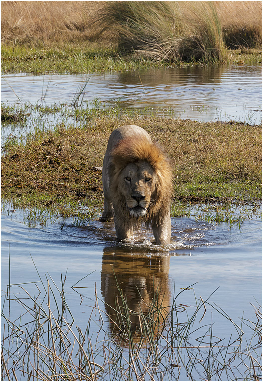 Lion crossing river - Botswana