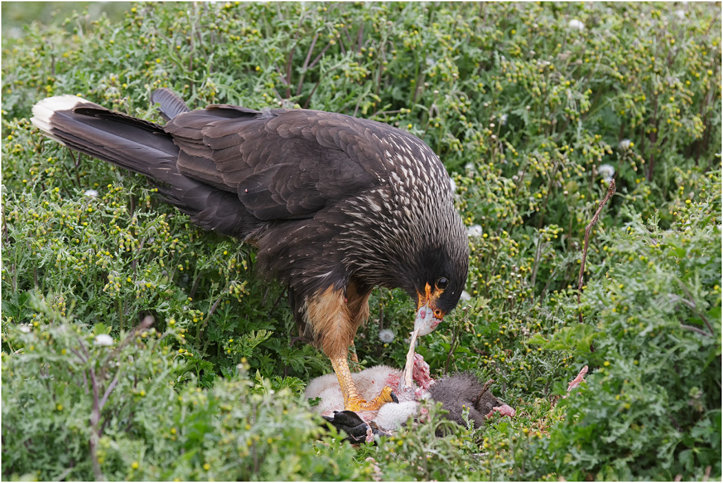 Striated Caracara pair with prey