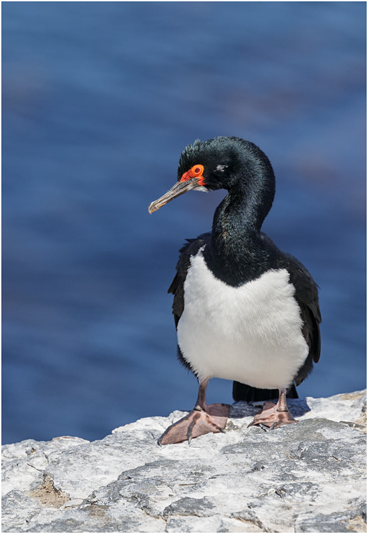 Rock Shag