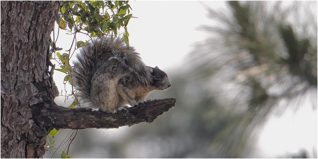 Fox Squirrel, Florida, USA