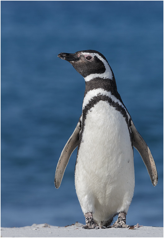Magellanic Penguin looking very smart