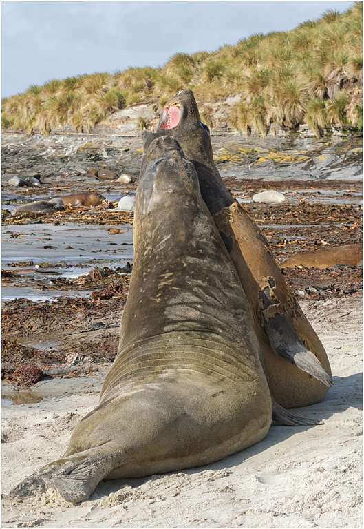 Southern Elephant Seals sparring