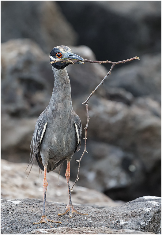 Yellow-crowned Night Heron, with twigs, Galapagos Islands