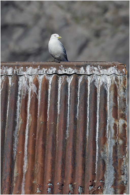 Kittiwake resting on a roof, Nusfjord, Norway.jpg