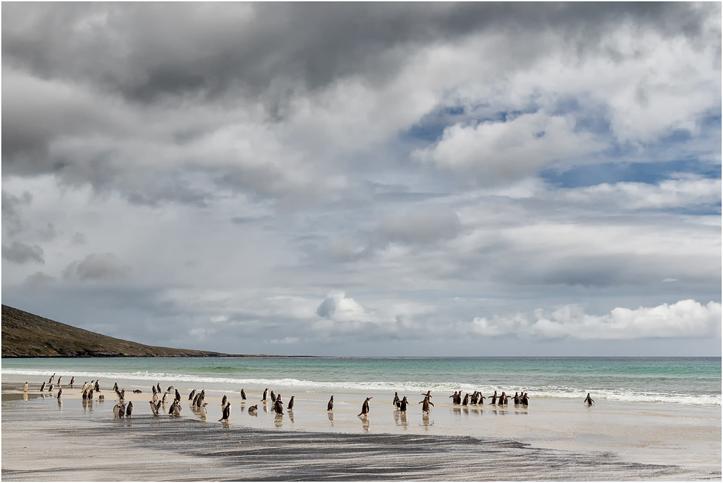 Gentoo Penguins going to sea