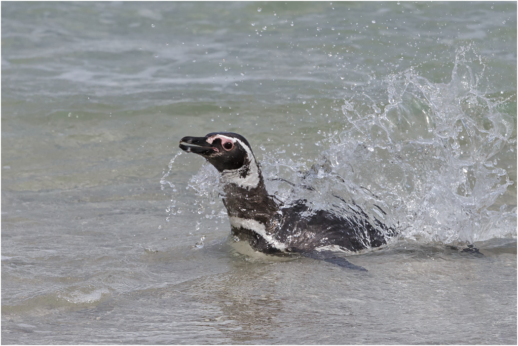 Magellanic Penguin splashing ashore