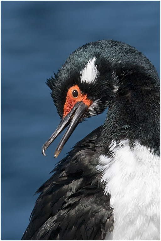 Rock Shag