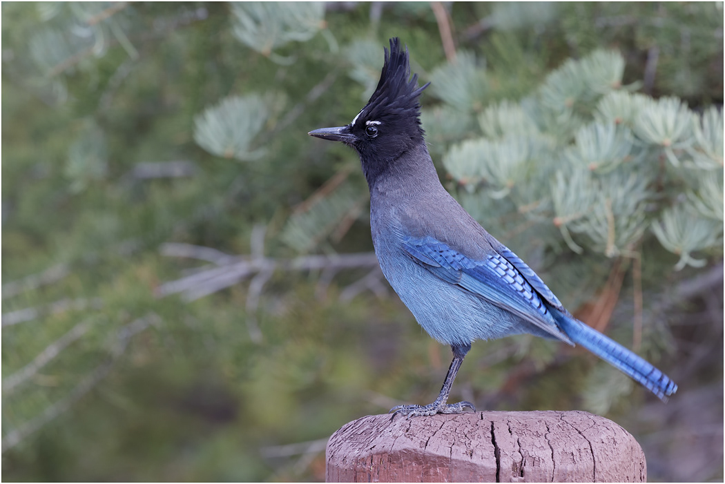 Steller's Jay, Utah, USA