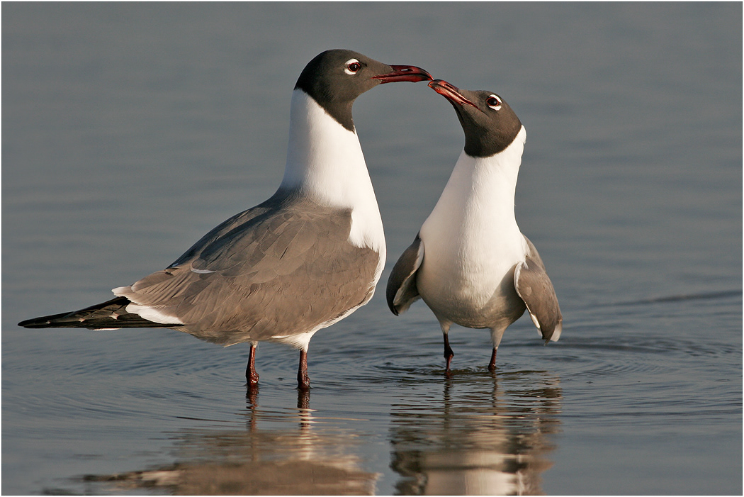 Laughing Gull, Florida, USA
