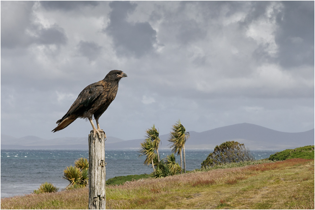 Striated Caracara