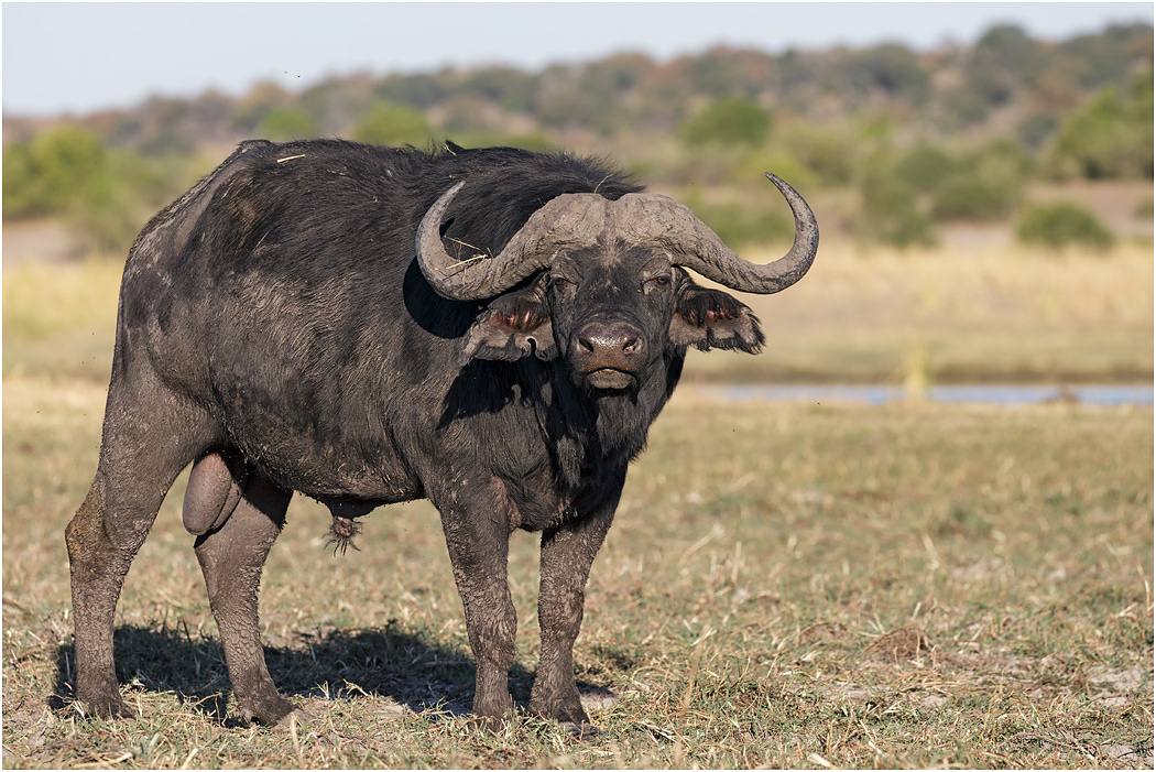 Cape Buffalo - Chobe River, Botswana