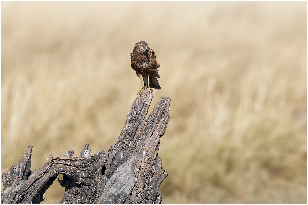 African Marsh Harrier - Chobe River, Botswana