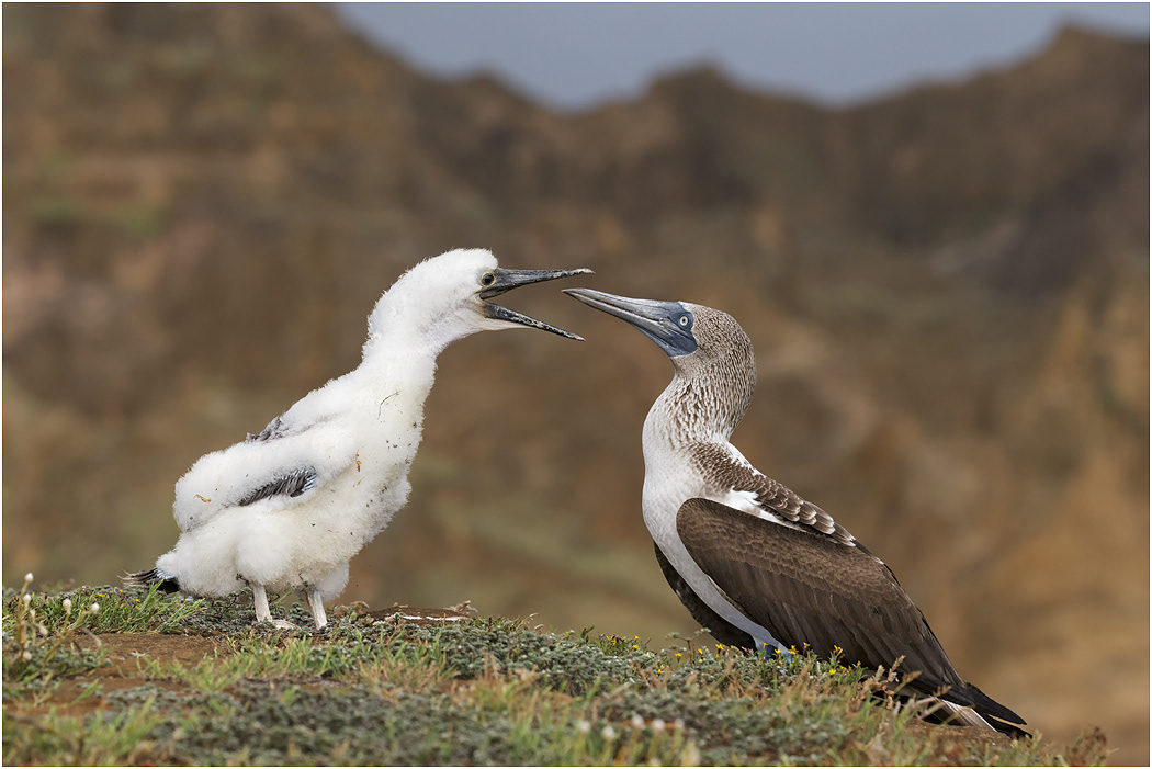 Blue-footed Booby chick begging for food, Galapagos Islands