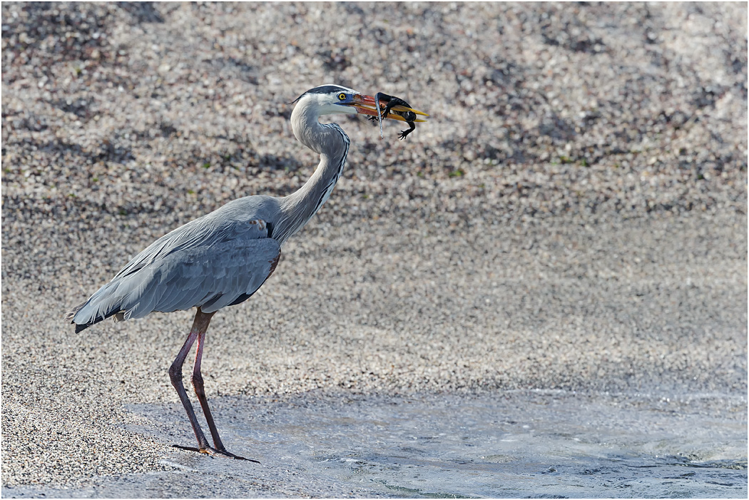 Great Blue Heron with prey, Galapagos Islands