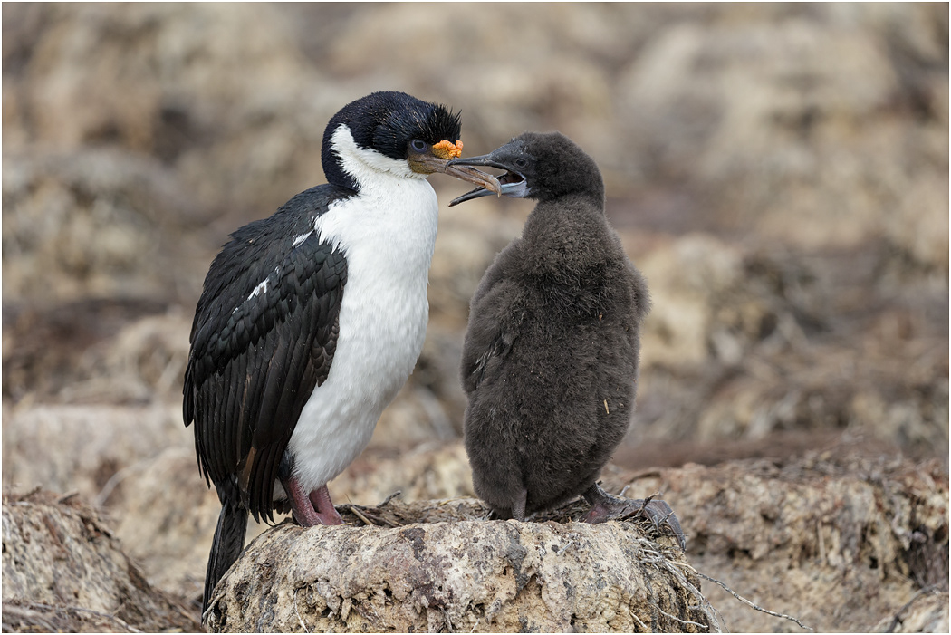 King Cormorant and chick