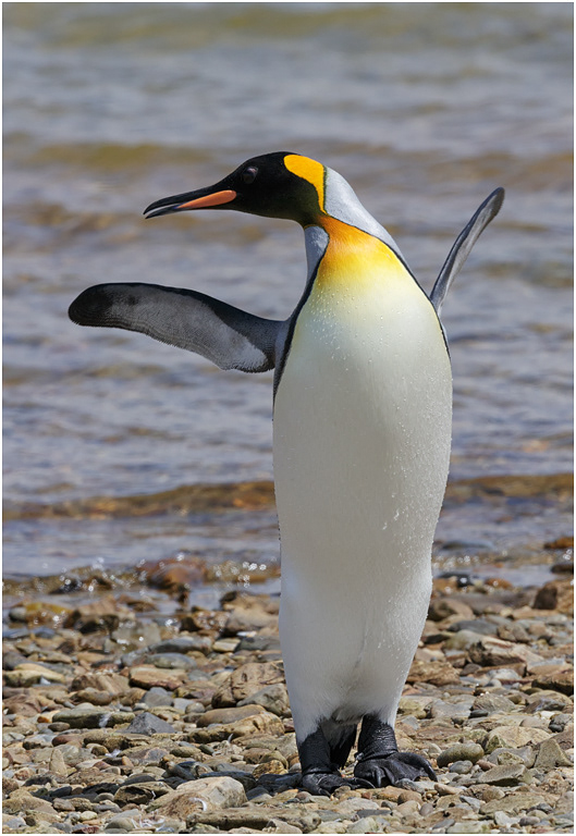 King Penguin