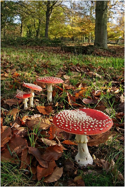 Fly Agaric - Amanita muscaria