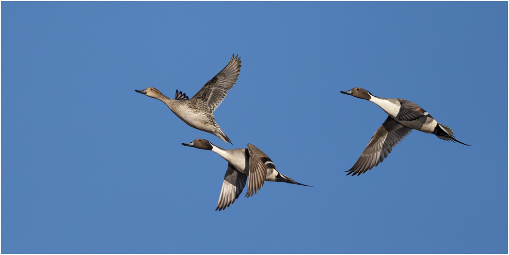 Pintail in flight, Bosque del Apache, NM, USA