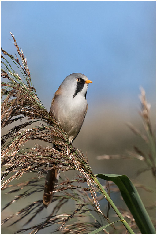 Bearded Reedling, male, Norfolk