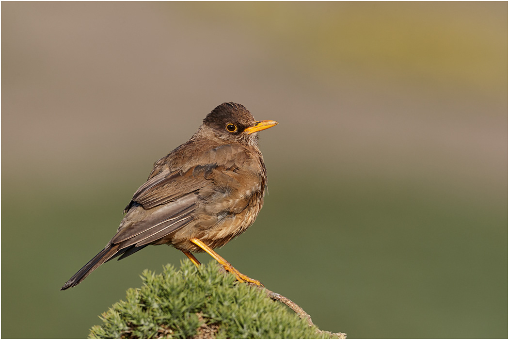 Austral or Falklands Thrush